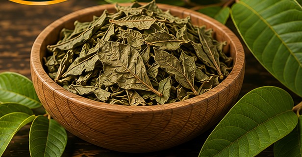 Guava Leaf